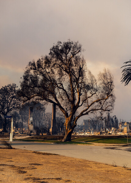 A burn-scarred tree on Via de Las Olas.